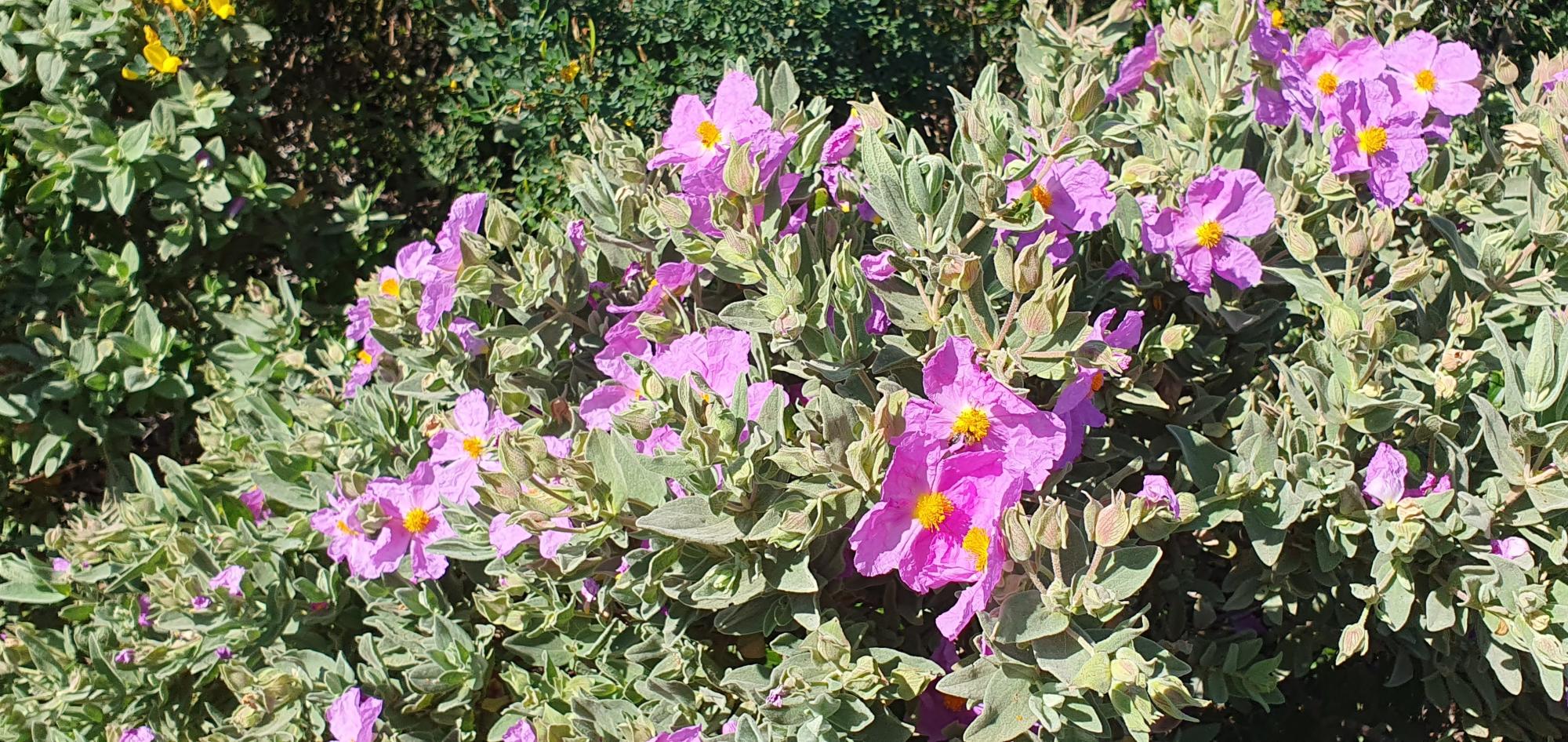 Fleurs au Cap  Lardier
